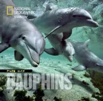 Face aux dauphins